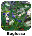 Buglossa